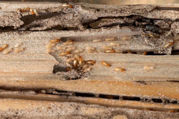 Pest Control for Restaurants in Warren, AR